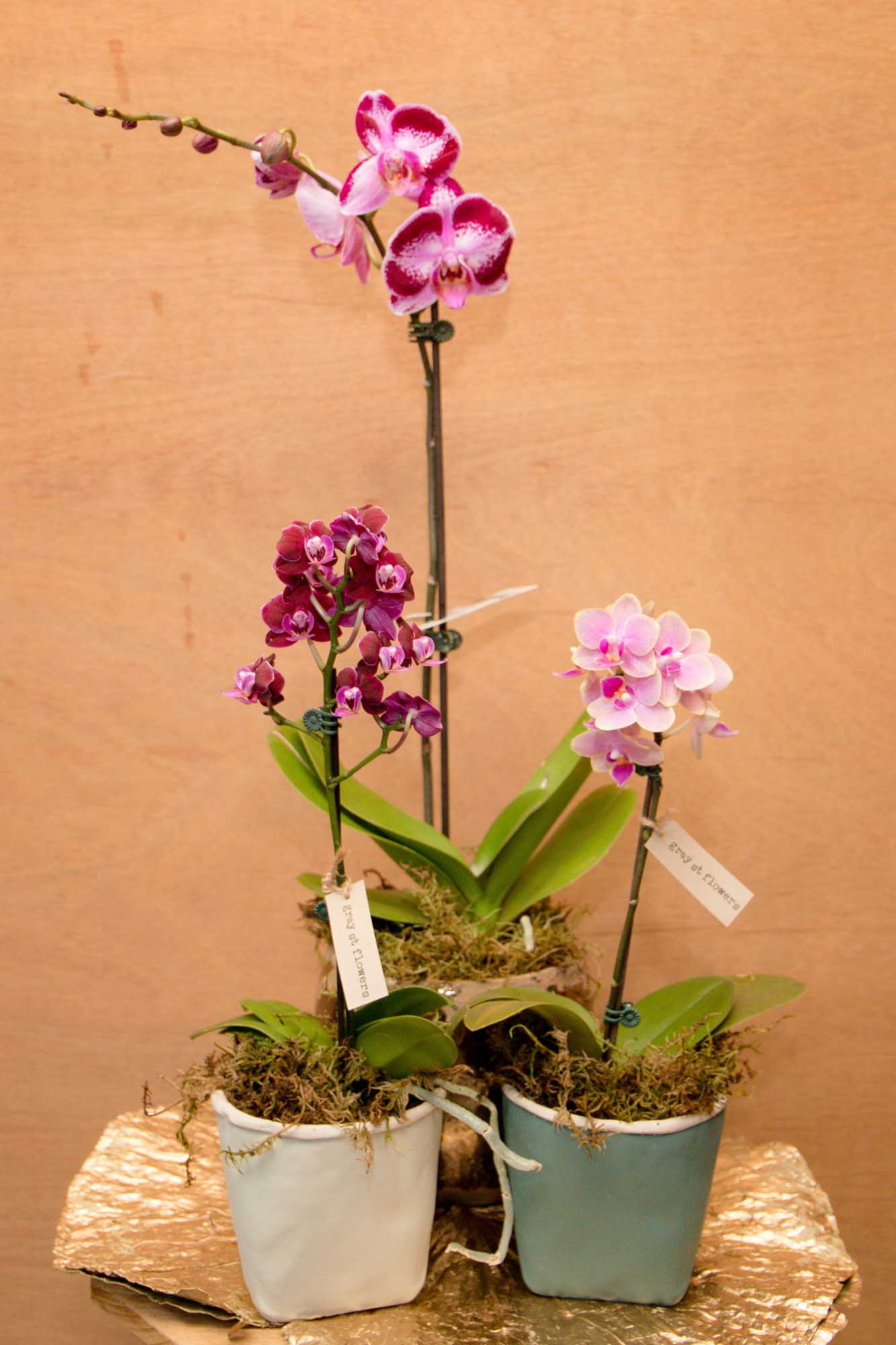 phalenopsis orchid plants