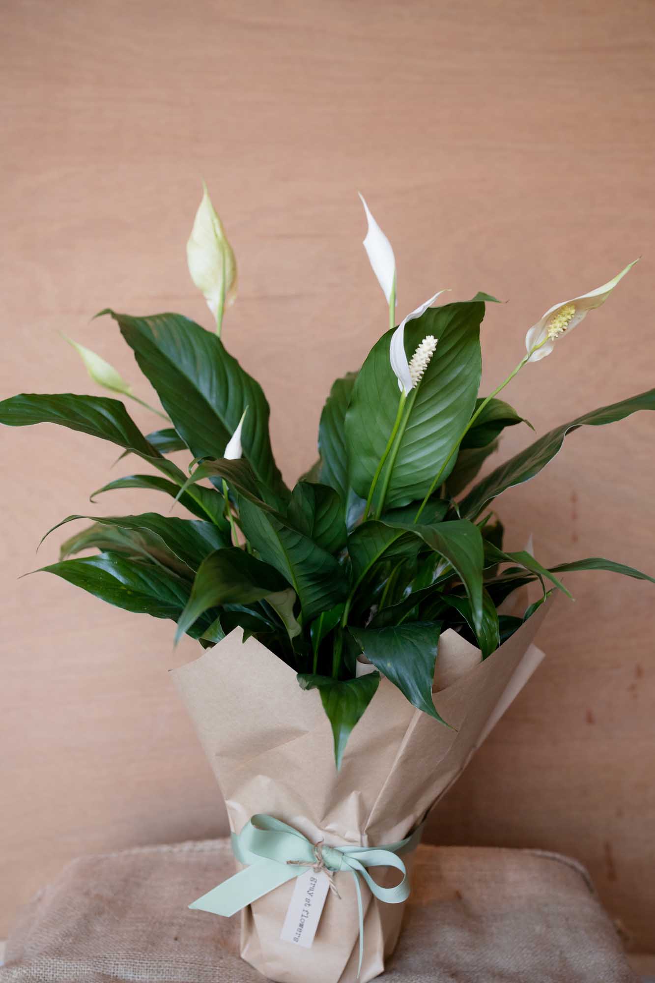 peace lily