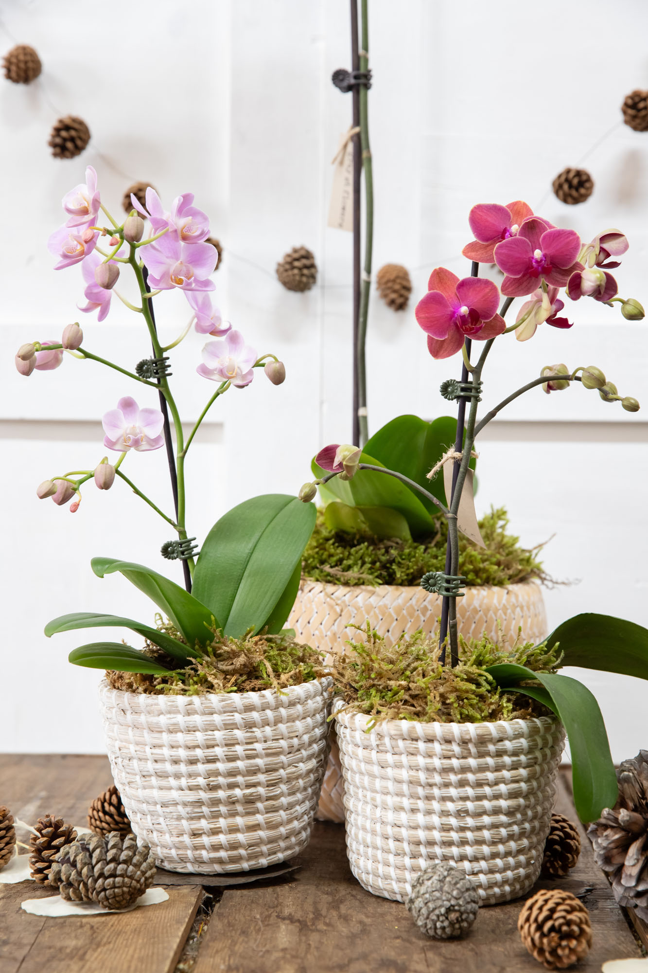 Spherical Suzi - Image 2