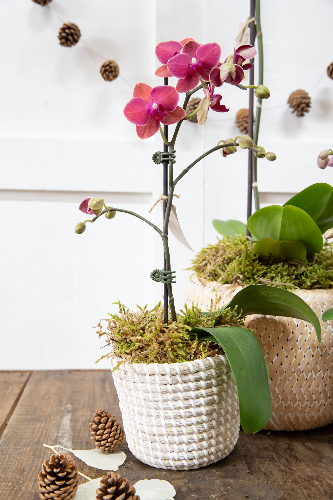 Spherical Suzi - Image 4