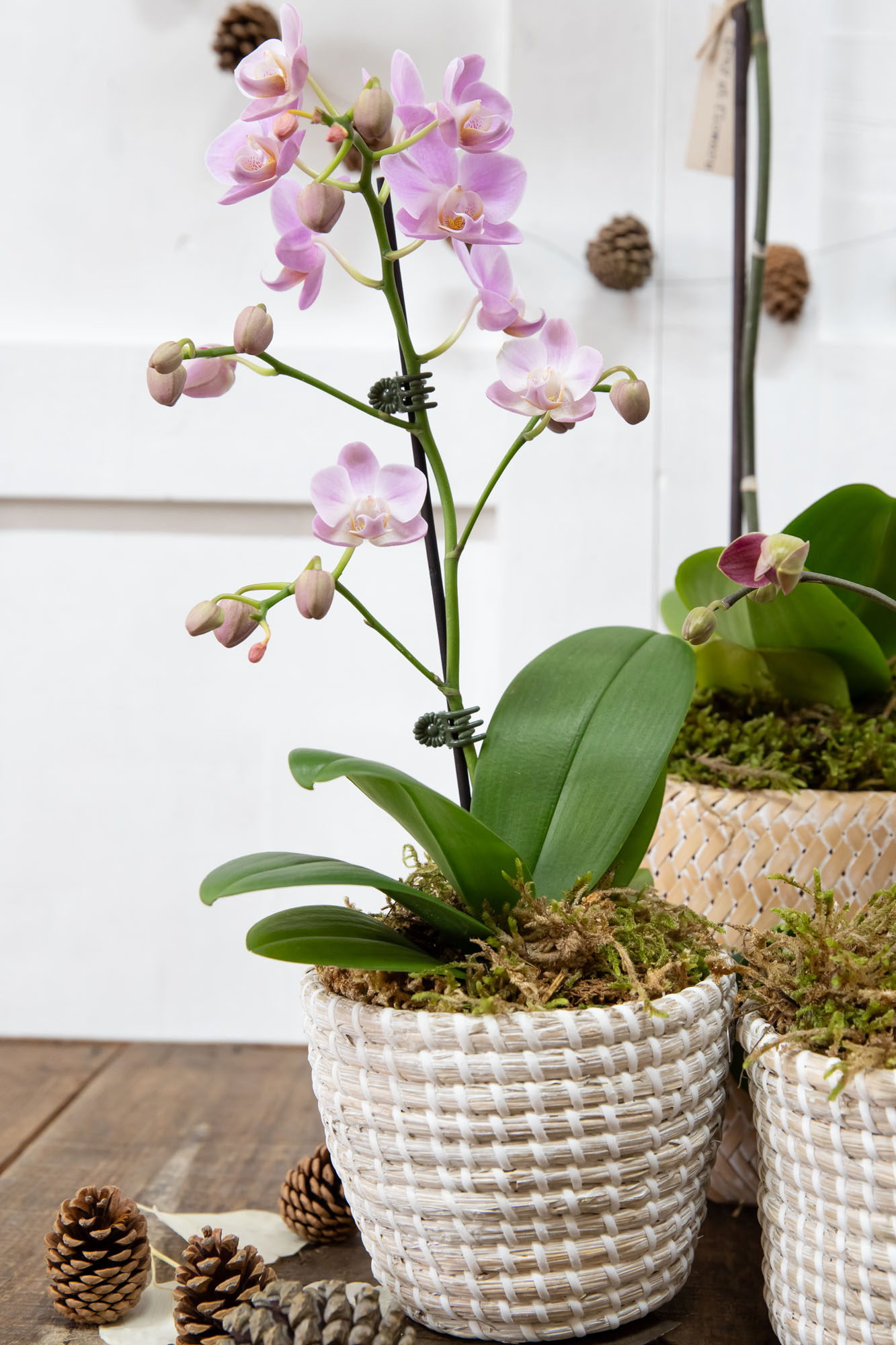 Spherical Suzi - Image 3